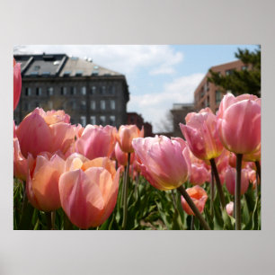 Poster Tulipa Rosa - Extremidade Norte