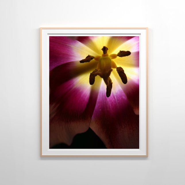 Poster Tulipa Rosa Fotografia de Vida Estática (Criador carregado)