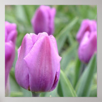 Tulipa Roxa