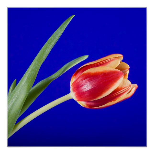 Pôster Tulipa sobre fundo azul (Frente)