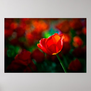 Pôster tulipa vermelha