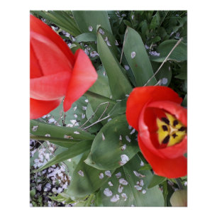 Pôster tulipa vermelha