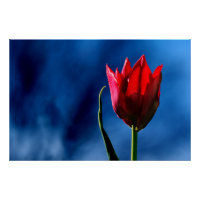 Tulipa vermelha brilhante sobre fundo azul escuro