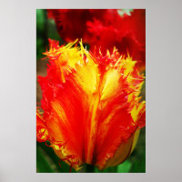 Tulipa Vermelha E Amarelo