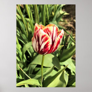 Poster Tulipa Vermelha e Branca