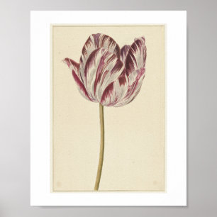 Poster Tulipa vermelha e branca (1700 - 1800) por anônimo