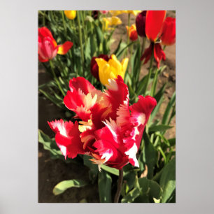 Poster Tulipa Vermelha e Branca Única