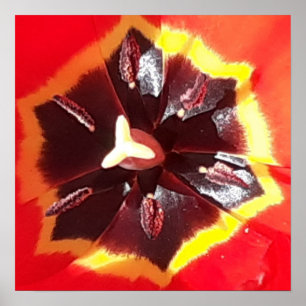 Poster Tulipa Vermelha Escarlate  