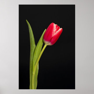 Poster tulipa vermelha solteiro sobre fundo preto