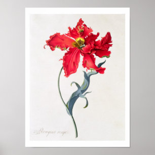 Poster Tulipa: Vermelho de Perroquet
