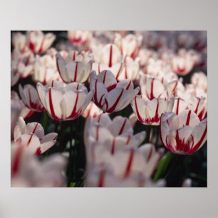 Poster Tulipas