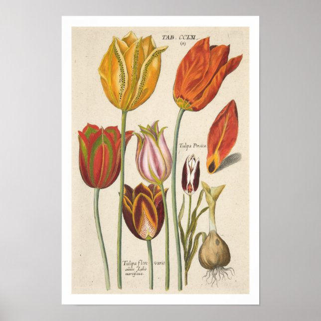 Poster Tulipas (Frente)