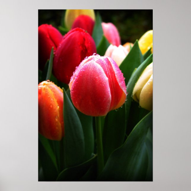 Poster Tulipas (Frente)