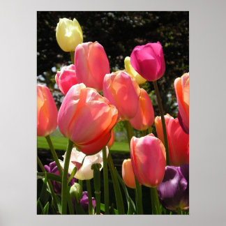 Poster tulipas