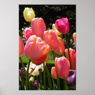 Poster tulipas