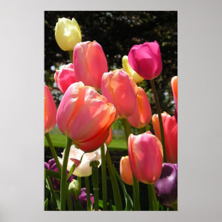 Poster tulipas