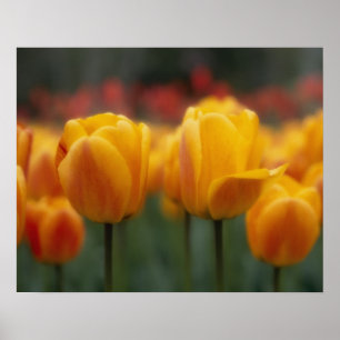 Pôster Tulipas
