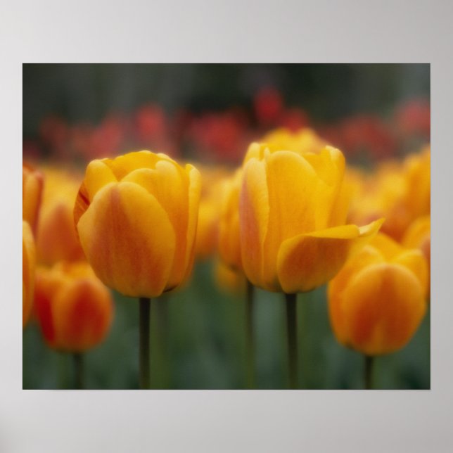 Pôster Tulipas (Frente)
