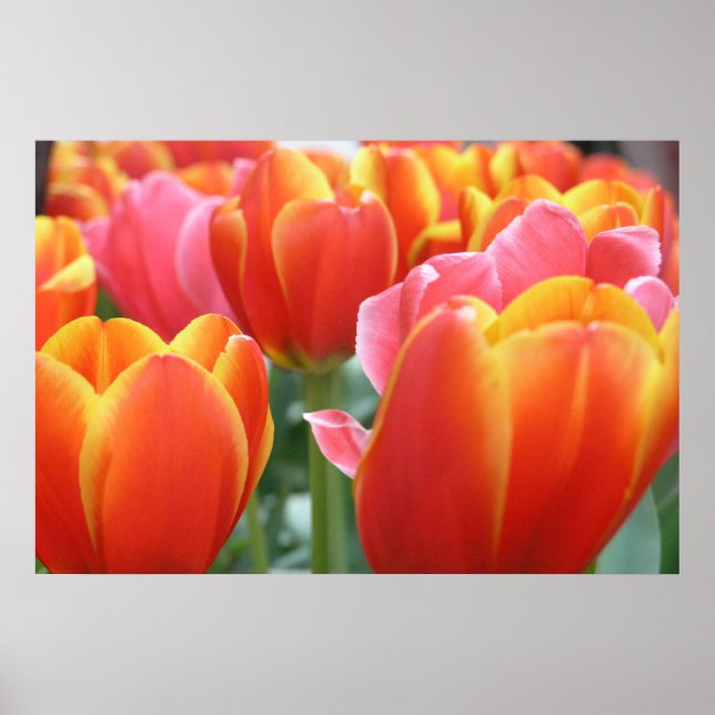 Poster Tulipas (Frente)