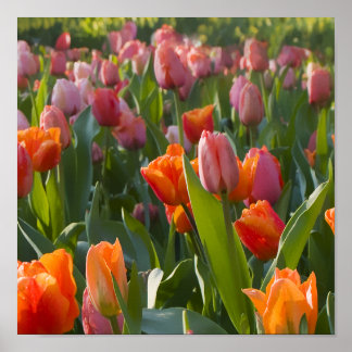 Poster Tulipas