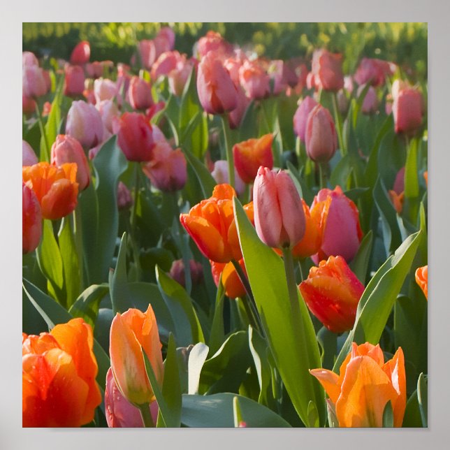 Poster Tulipas (Frente)