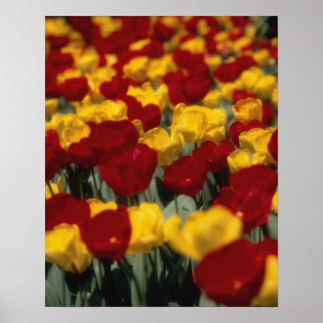 Pôster Tulipas 2 (Frente)