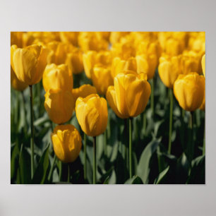 Pôster Tulipas 3