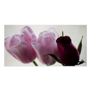 Pôster Tulipas 3258