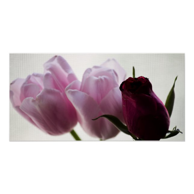 Pôster Tulipas 3258 (Frente)