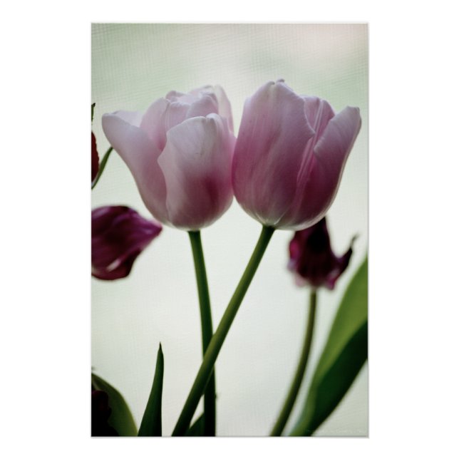 Pôster Tulipas 3259 (Frente)