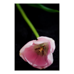 Pôster Tulipas 3272