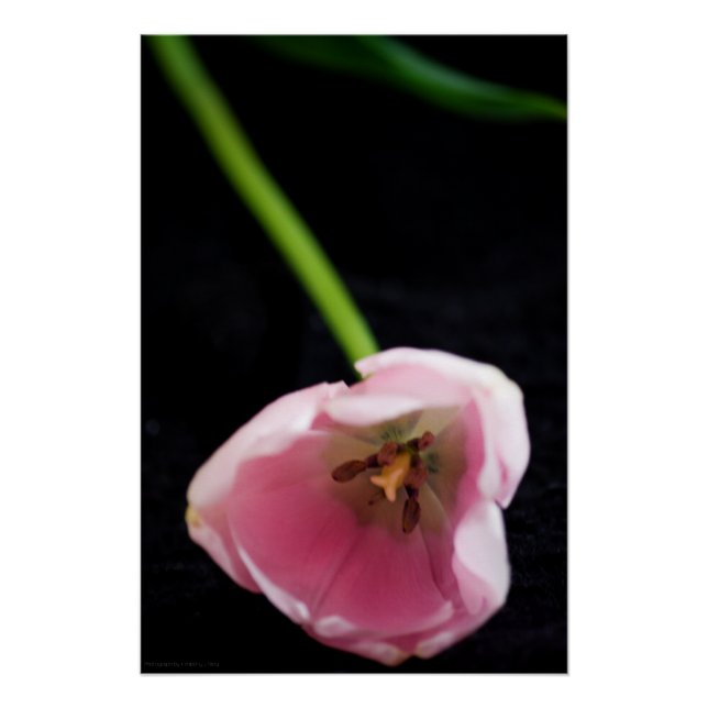 Pôster Tulipas 3272 (Frente)
