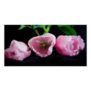 Pôster Tulipas 3273