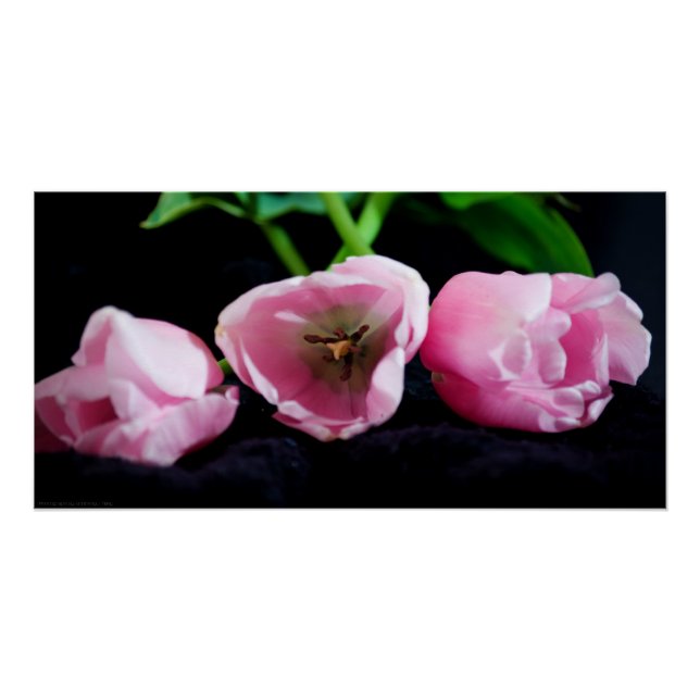 Pôster Tulipas 3273 (Frente)