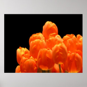 Poster Tulipas alaranjadas