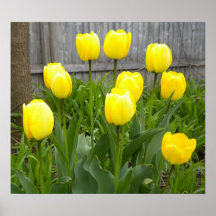 Pôster Tulipas Amarelas