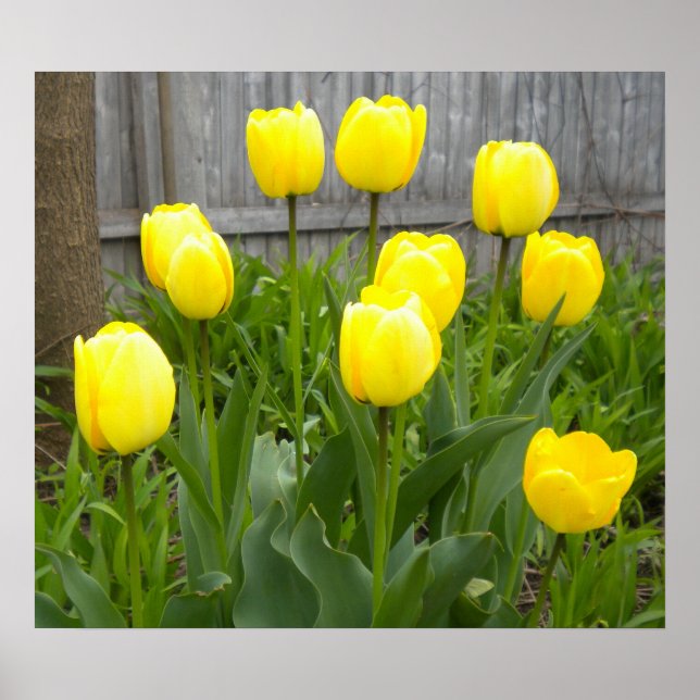 Pôster Tulipas Amarelas (Frente)