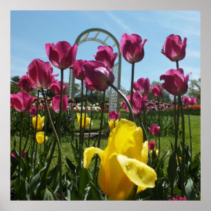 Poster Tulipas Amarelas e Púrpuras