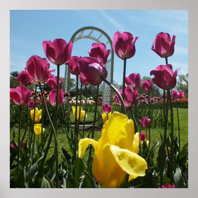 Poster Tulipas Amarelas e Púrpuras (Frente)