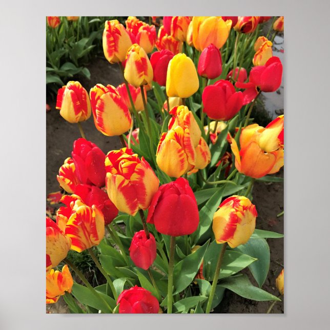Poster Tulipas Amarelas e Vermelhas (Frente)