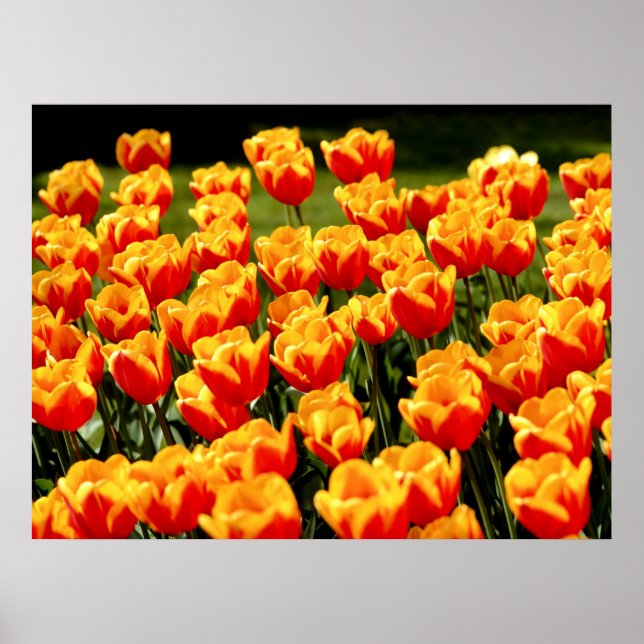 Poster Tulipas amarelas e vermelhas no tempo de primavera (Frente)