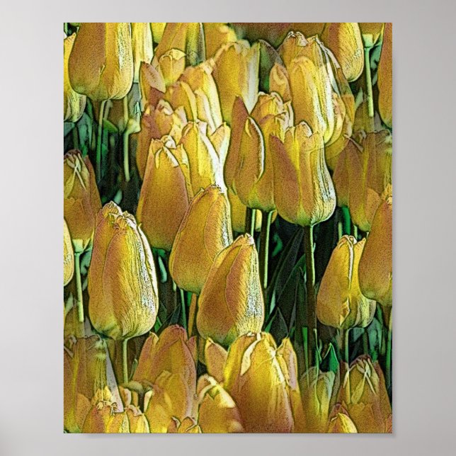 Poster Tulipas Amarelas Sunshine (Frente)