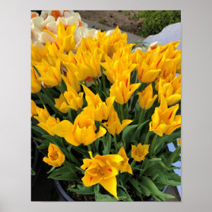 Poster Tulipas Amarelas Únicas