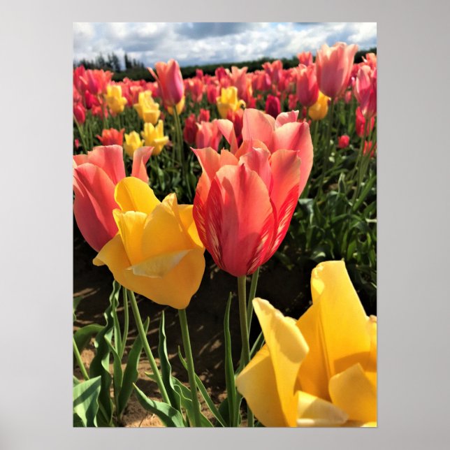Poster Tulipas bonito de Primavera em campo, Oregon (Frente)