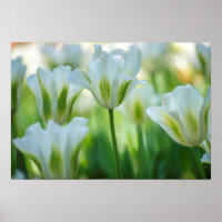 Tulipas brancas