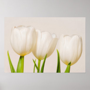 Poster Tulipas brancas contra um fundo branco,