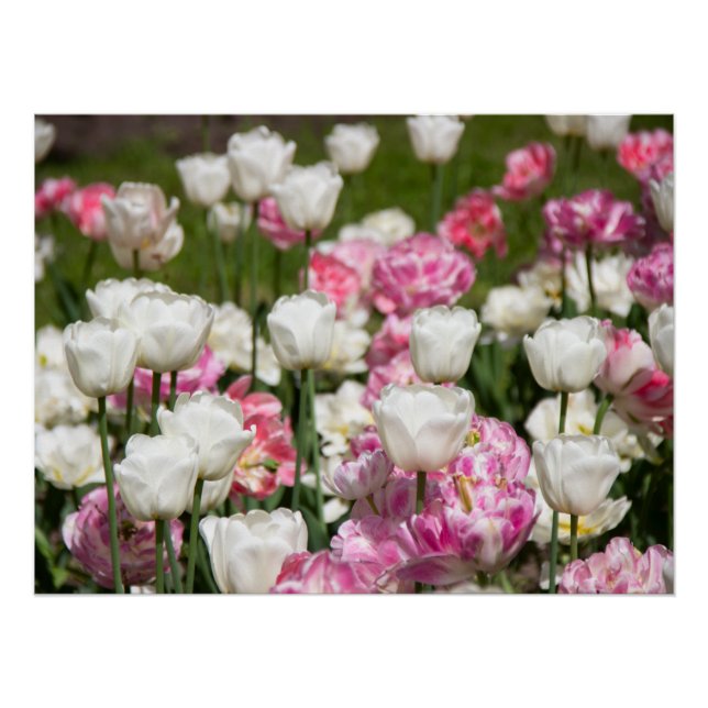 Pôster Tulipas brancas e cor-de-rosa brilhantes num dia e (Frente)