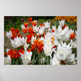 Poster Tulipas brancas e gengibres no jardim