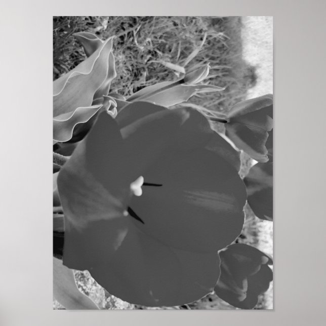 Poster Tulipas brancas e pretas (Frente)