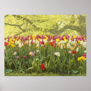Poster Tulipas coloridas num parque